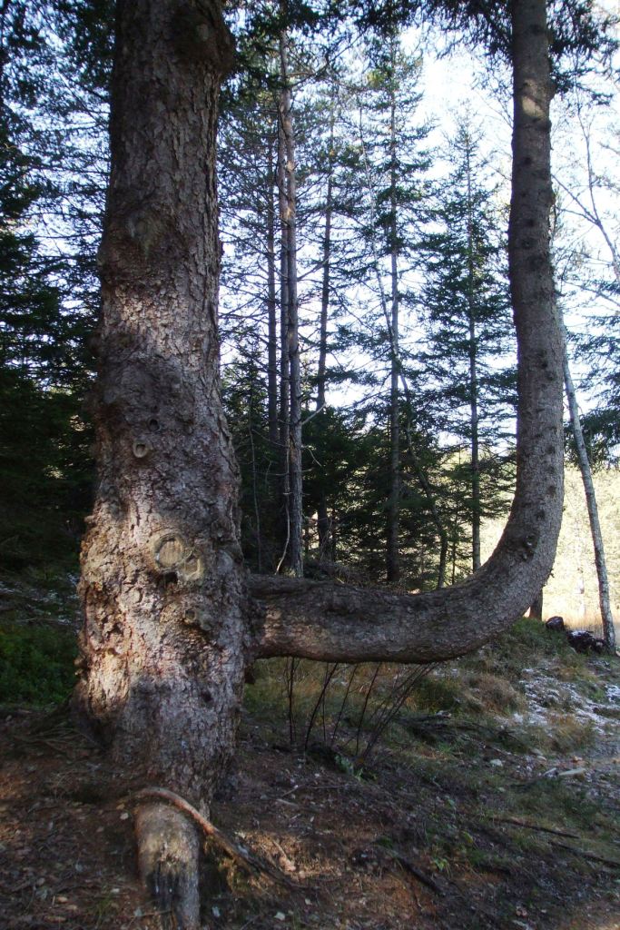 Pianta curiosa